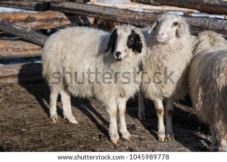 mongolian sheep in small barn