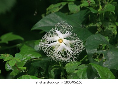 Mongolian Snakegourd Flower In The Forest