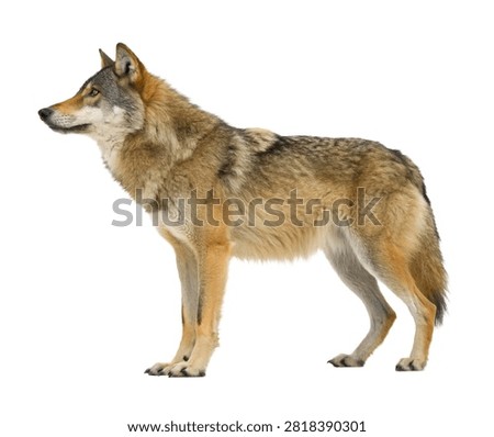 Mongolian Wolf Standing Alert Side Profile Vie Isolated On White Background