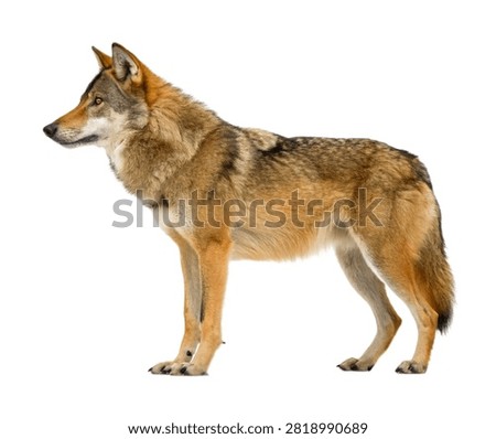 Mongolian Wolf Standing Alert Side Profile Vie Isolated On White Background