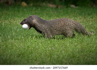 A Mongoose Caught The Egg And Runs Through The Meadow In Israel