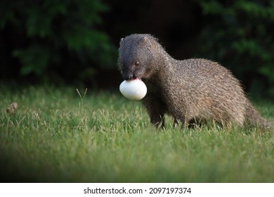 A Mongoose With An Egg In A Grassy Field In Israel