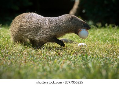 A Mongoose With An Egg In A Grassy Field In Israel