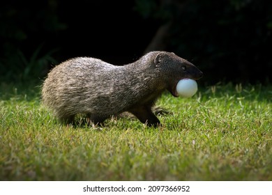 A Mongoose With An Egg In A Grassy Field In Israel