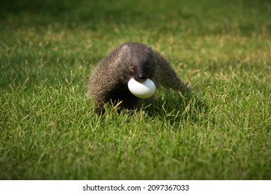 A Mongoose With An Egg In A Grassy Field In Israel