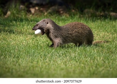 A Mongoose With An Egg In A Grassy Field In Israel