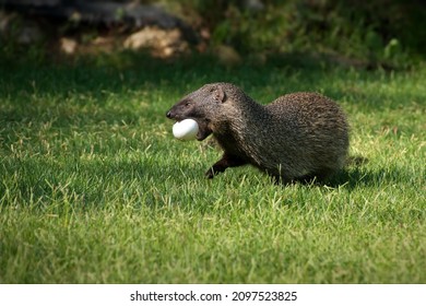 A Mongoose With An Egg In A Grassy Field In Israel