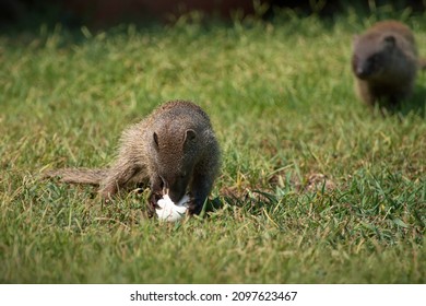 A Mongoose With An Egg In A Grassy Field In Israel