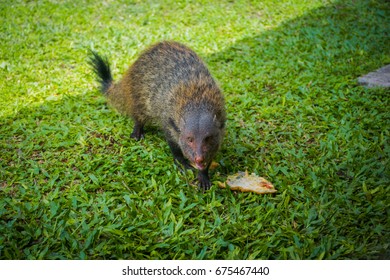 Mongoose In Green Grass  Eating Egg Omelet