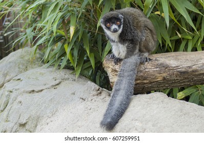 Mongoose Lemur 