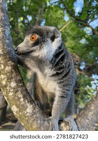 The mongoose lemur (Eulemur mongoz) is one of the very few lemur species found outside Madagascar. They were introduced by humans centuries ago to the Comoro Islands, with thriving populations residing on the island of Mohéli.