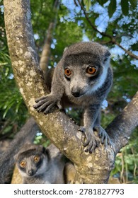 The mongoose lemur (Eulemur mongoz) is one of the very few lemur species found outside Madagascar. They were introduced by humans centuries ago to the Comoro Islands, with thriving populations residing on the island of Mohéli.