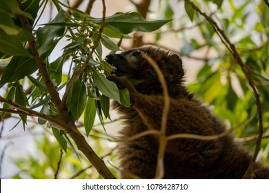 Mongoose Lemur Feeding