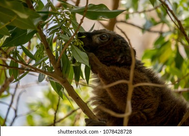 Mongoose Lemur Feeding