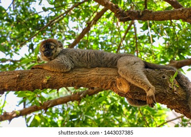 Mongoose Lemur On A Branch