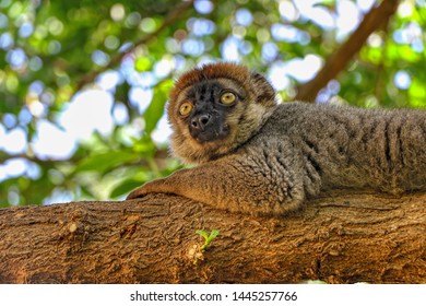 Mongoose Lemur On A Branch