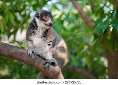 Mongoose Lemur On A Branch