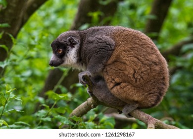 Mongoose Lemur Portrait