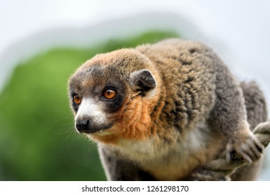 Mongoose Lemur Portrait