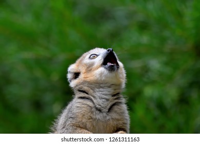 Mongoose Lemur Portrait