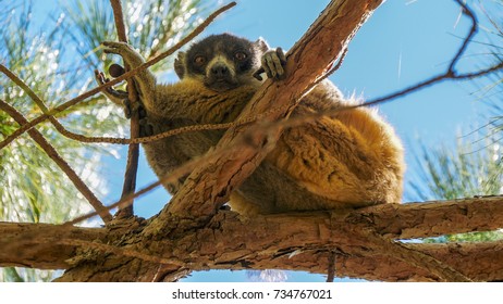 Mongoose Lemur In Tree