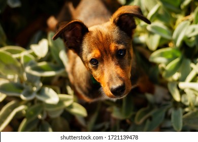 A Mongrel Brown Cute Puppy With A Red Muzzle And Large Ears Looks Up At The Person.A Mongrel Brown Cute Puppy With A Red Muzzle And Large Ears Looks Up At The Person. Hi Is Sitting Among The Plants