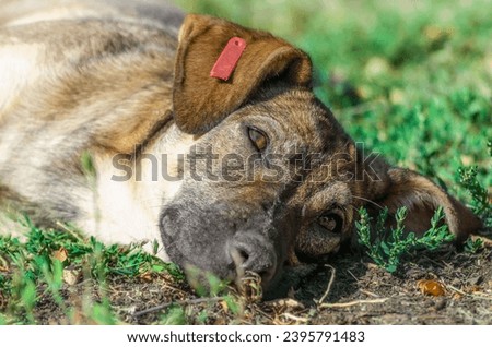 mongrel brown dog resting on the grass in the sunlight