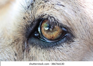 1000 Dog Eye Closeup Stock Images Photos Vectors Shutterstock