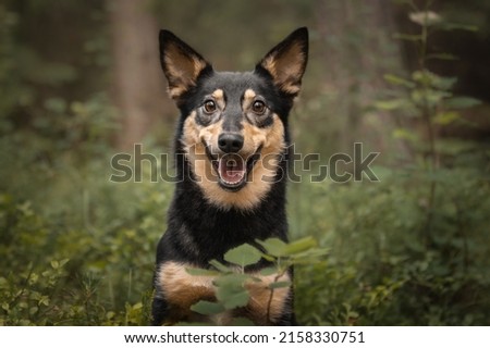 Mongrel dog cute happy portrait Сток-фото © 