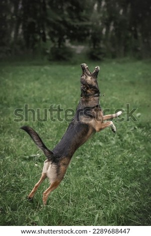 Similar – Foto Bild Kira in retrieving Tier