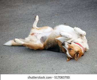 Mongrel Dog Lying On The Asphalt After Being Hit By A Car.