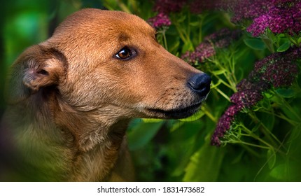 Mongrel Dog Sniffing Flowers Close-up