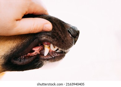 3,158 Dog clean teeth Images, Stock Photos & Vectors | Shutterstock