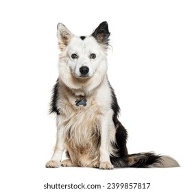 Mongrel Dog wearing a dog collar, isolated on white