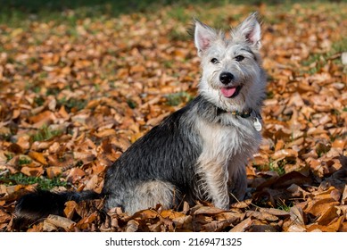 Mongrel, Mutt Dog In The Autumn Time