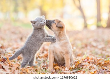 mongrel puppy kisses a kitten on autumn leaves