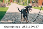 mongrel puppy walks in the park on a leash in summer day