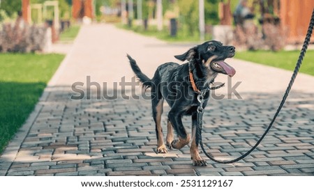 mongrel puppy walks in the park on a leash in summer day