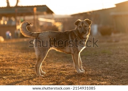 Mongrel puppy in the yard at sunset Сток-фото © 