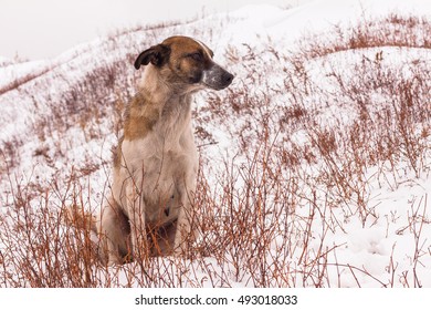 Mongrel sitting in the snow