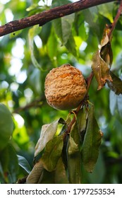 Monilia Fruit Rot On The Fruit Of The Peach, Plant Disease