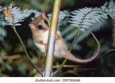 Monito Del Monte Is Looking At You While Heading Behind A Branch