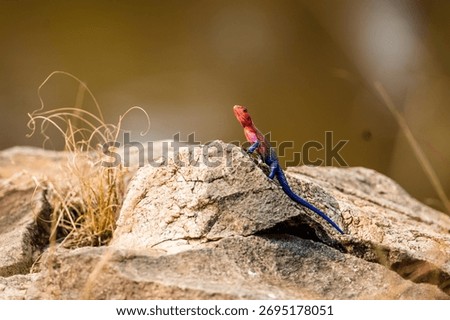 Monitor lizard basking in the sun