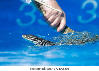 Monitor lizard being held by it's tail while it swims in the pool