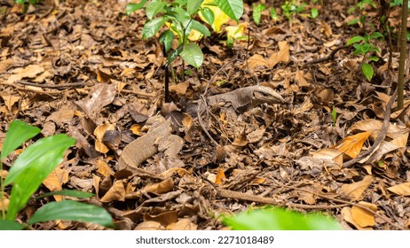 Monitor lizard camouflaged in foilage