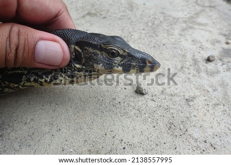 A monitor lizard caught by humans.