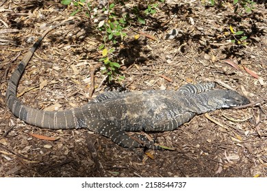 Monitor Lizard At Cleland Conservation Park