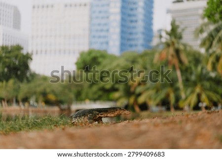 A monitor lizard crawling on the ground in an outdoor park. 