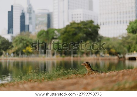 A monitor lizard crawling on the ground in an outdoor park. 