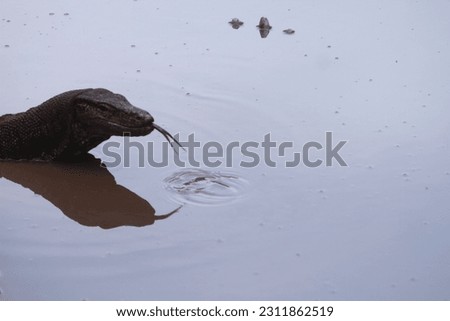a monitor lizard drinking in the pond
